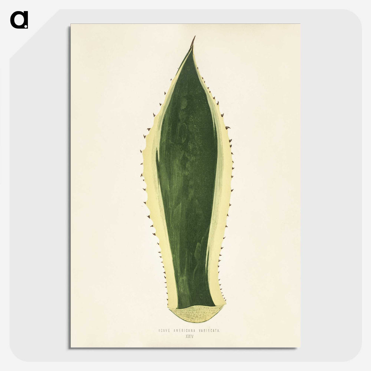 1-25_New-and-Rare-Beautiful-Leaved-Plants_picture-crop