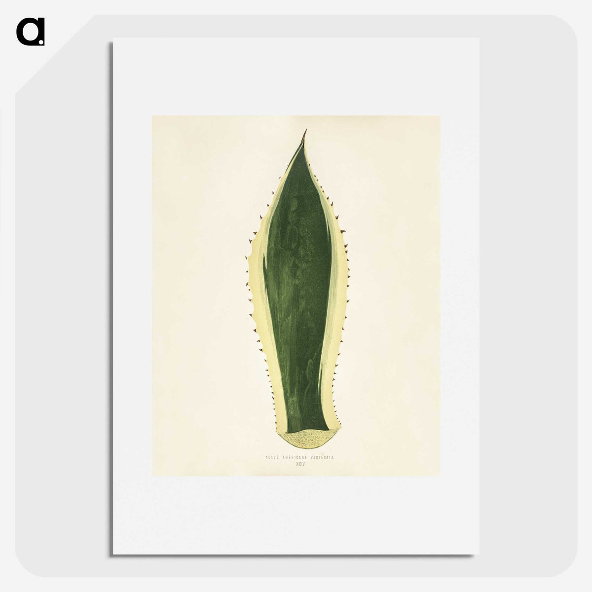 1-25_New-and-Rare-Beautiful-Leaved-Plants_picture