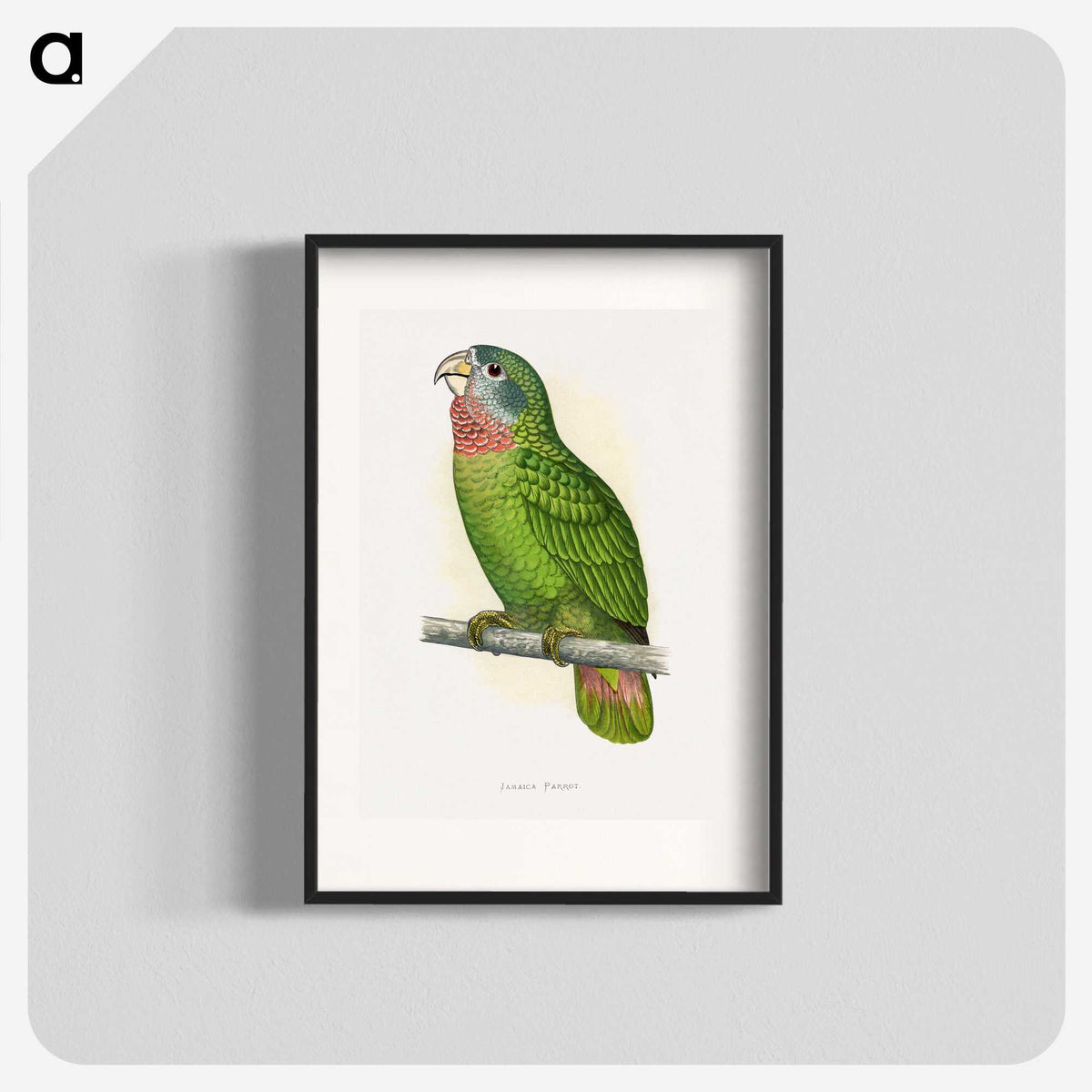 1-25_Parrots-in-Captivity_blk