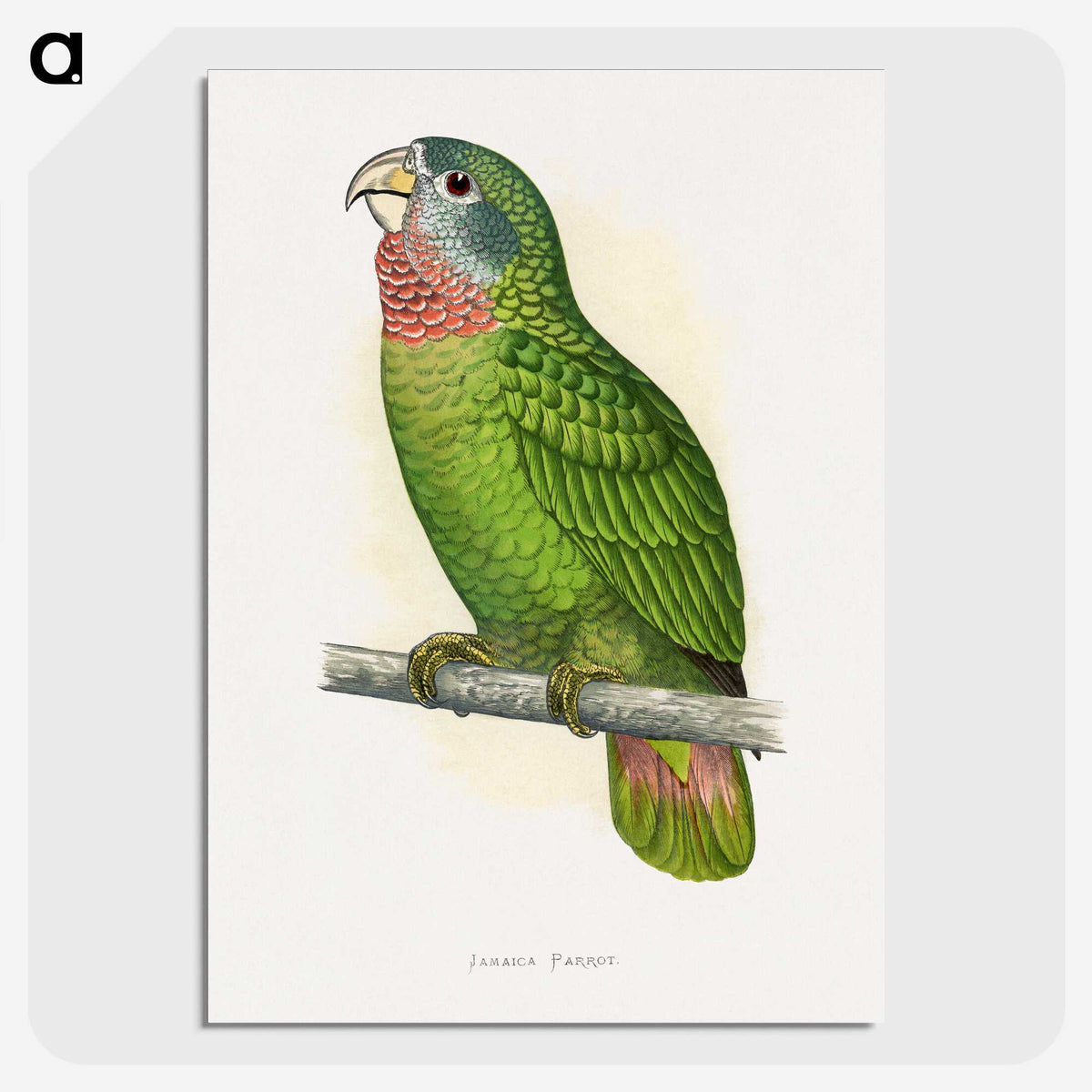 1-25_Parrots-in-Captivity_picture-crop