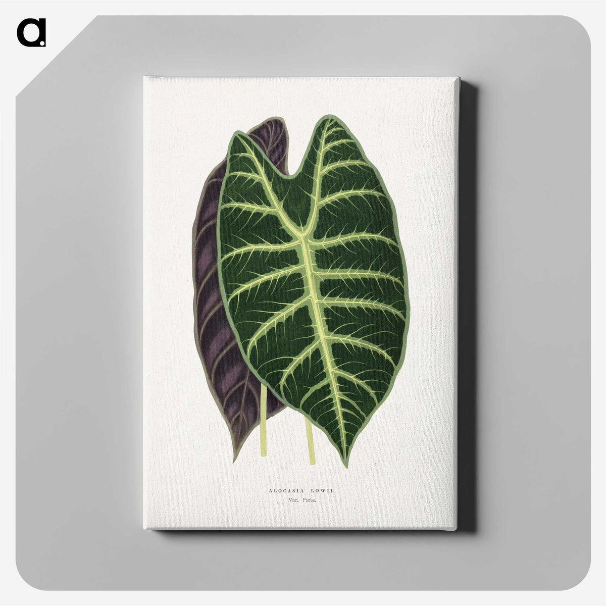 1-25_Plants-with-Colored-Foliage_canvas