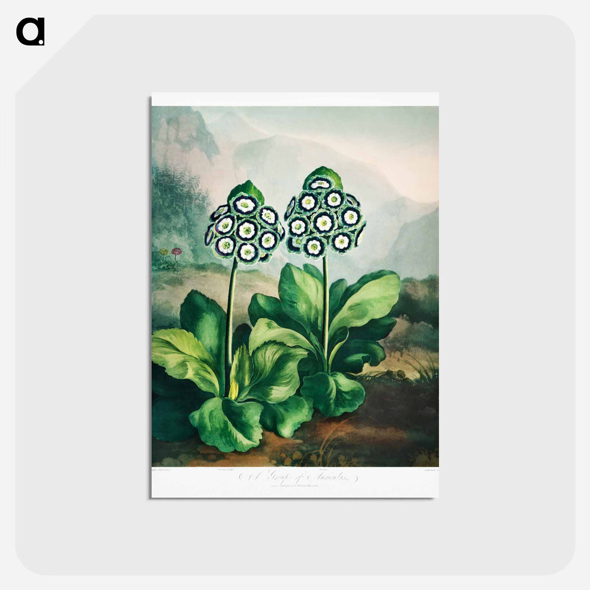 アートポストカード-A Group of Auriculas
- ロバート ジョン ソーントン Postcard.