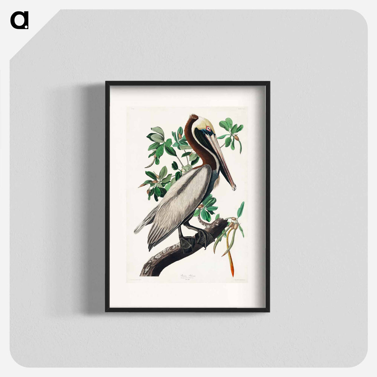 アートポスター-Brown Pelican from Birds of America
- アメリカの鳥たち Poster.