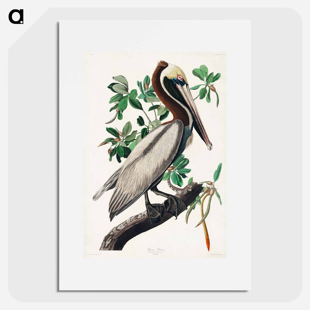 アートポスター-Brown Pelican from Birds of America
- アメリカの鳥たち Poster.