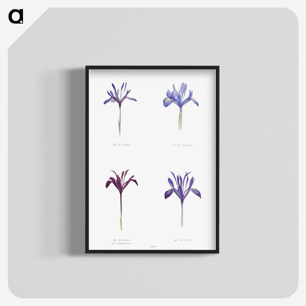 1-25_The-Genus-Iris_blk-crop