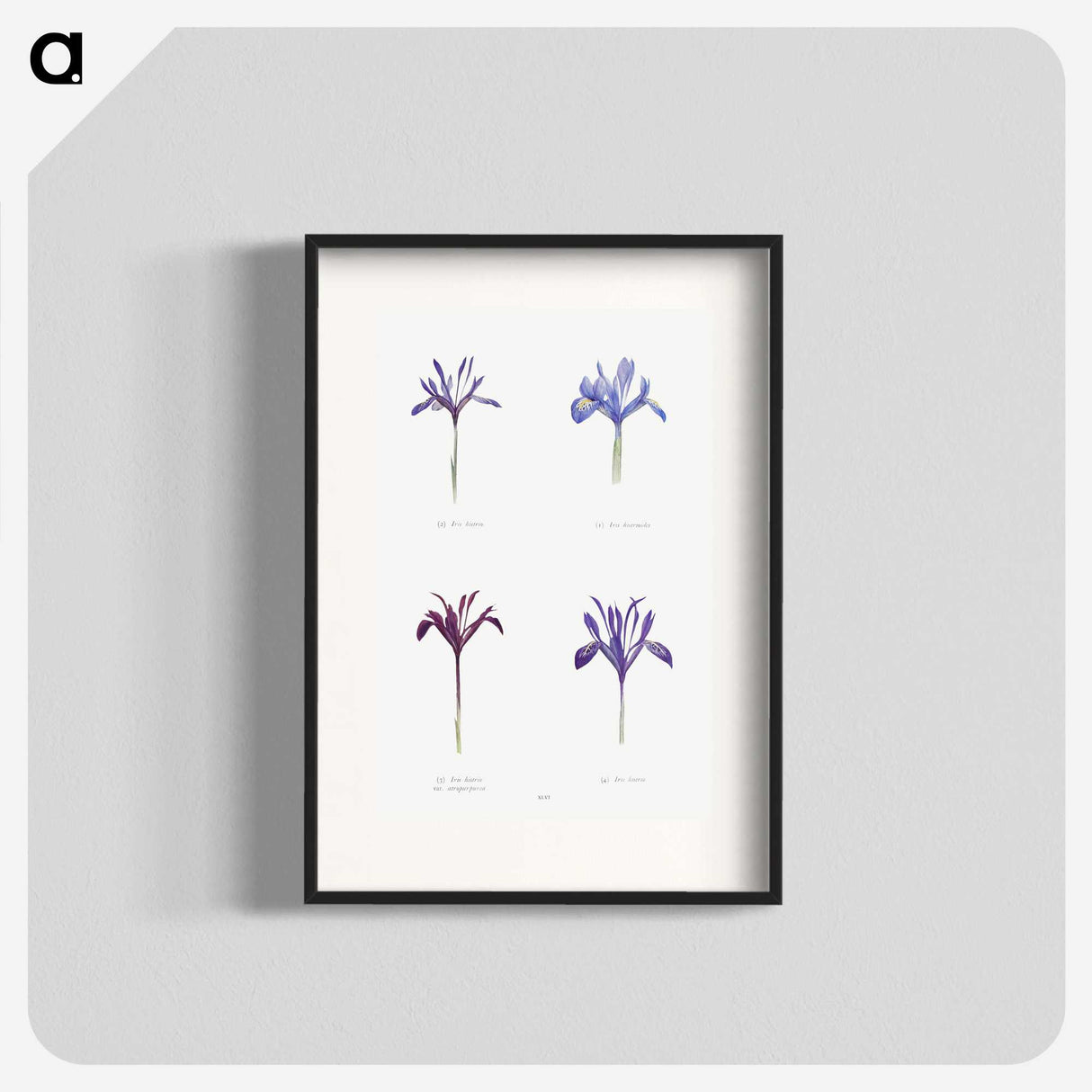 1-25_The-Genus-Iris_blk