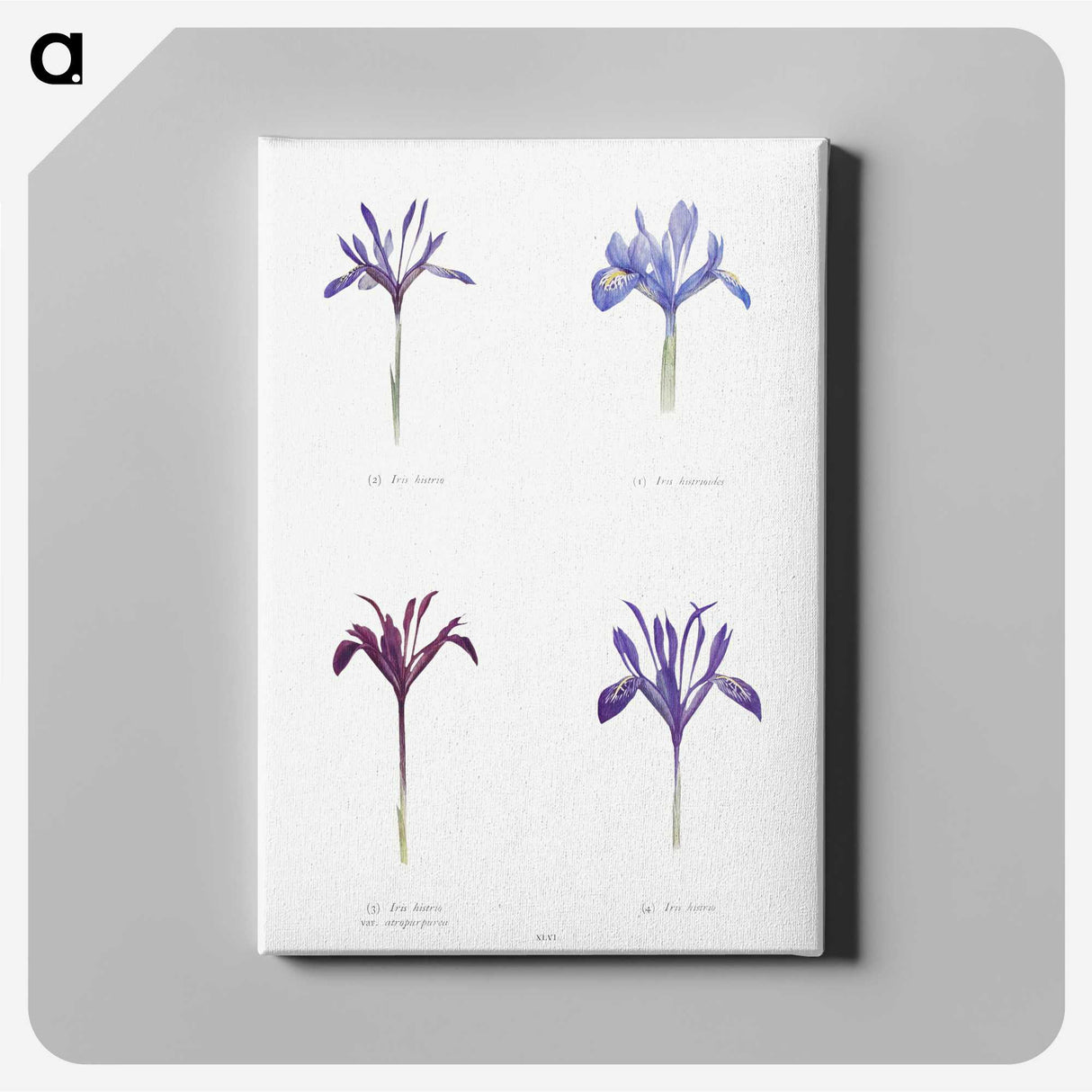 1-25_The-Genus-Iris_canvas