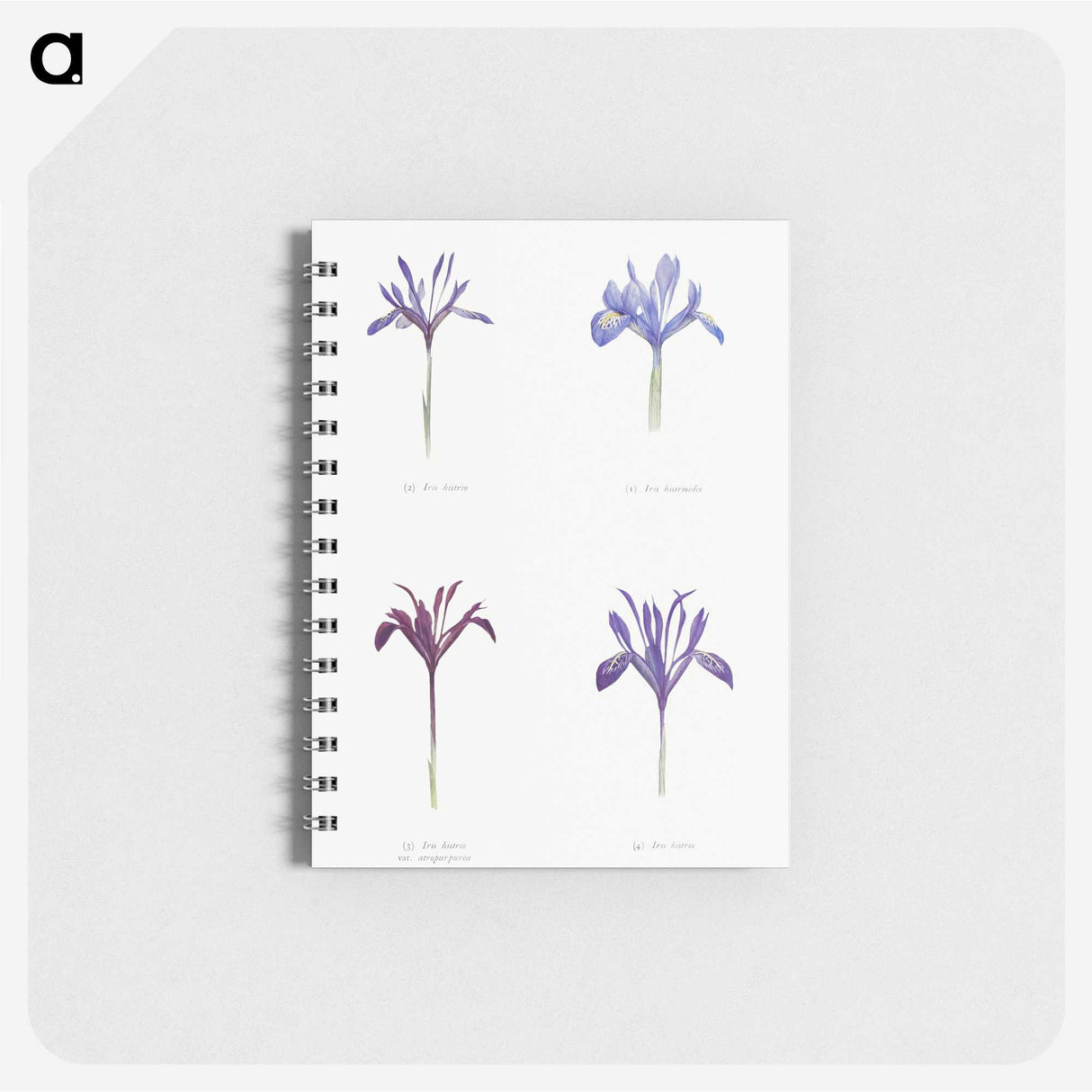 1-25_The-Genus-Iris_memo