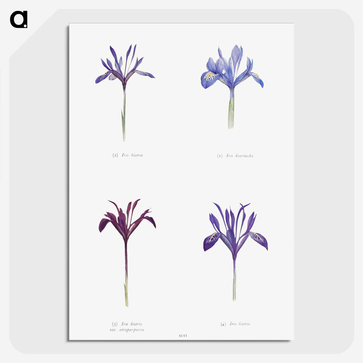 1-25_The-Genus-Iris_picture-crop