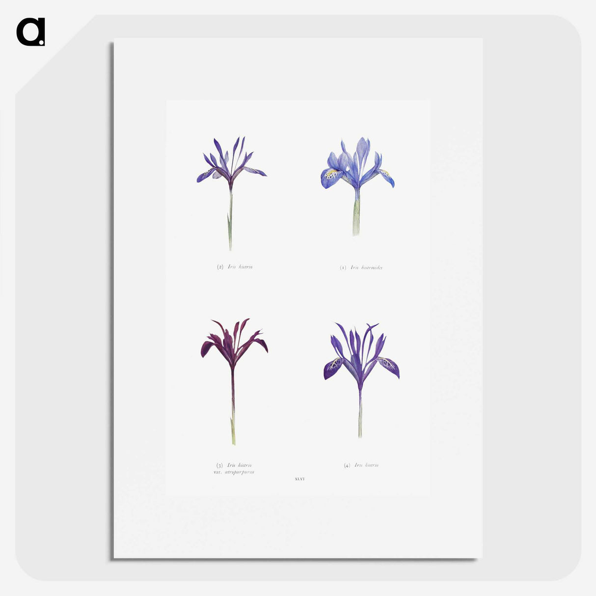 1-25_The-Genus-Iris_picture