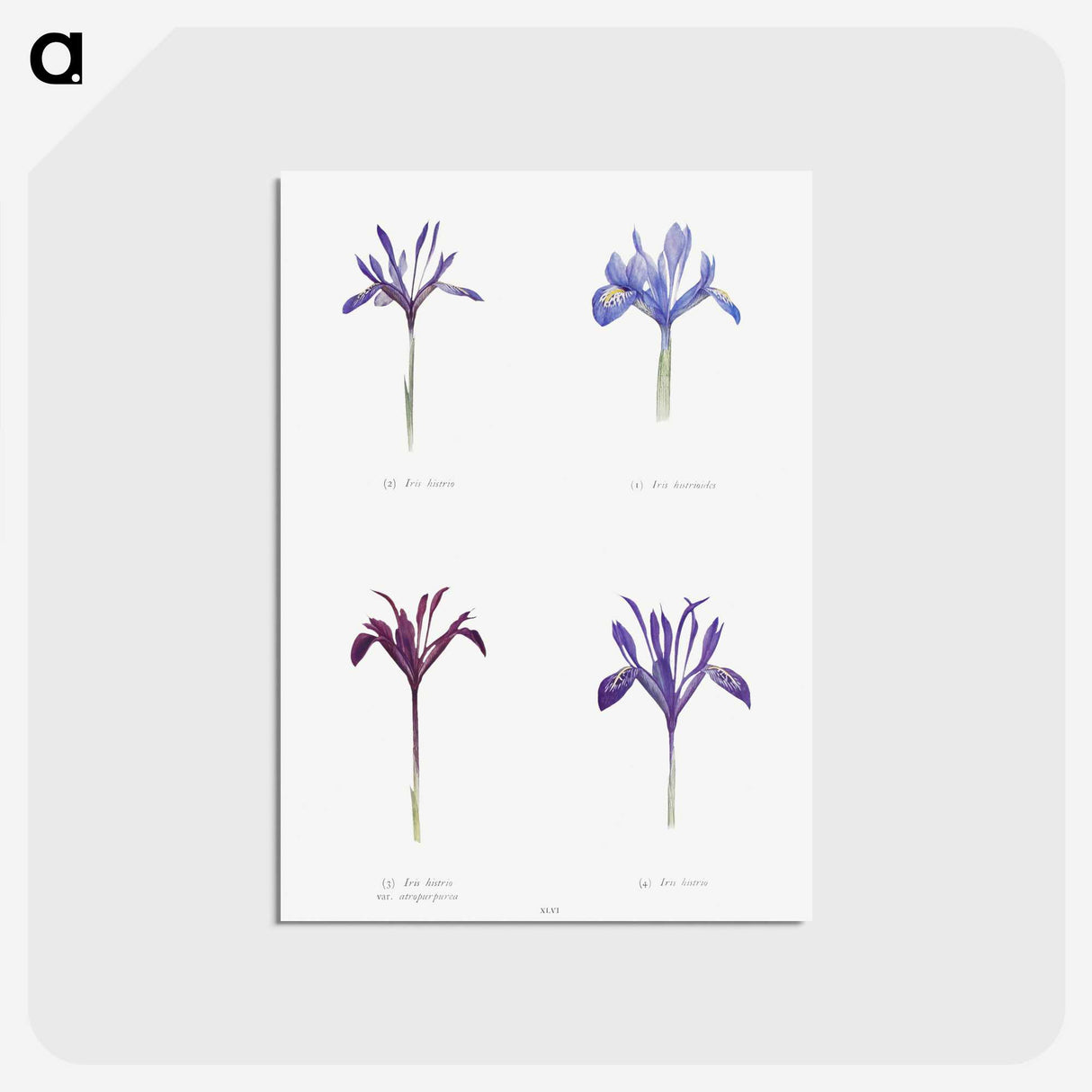 1-25_The-Genus-Iris_postcard