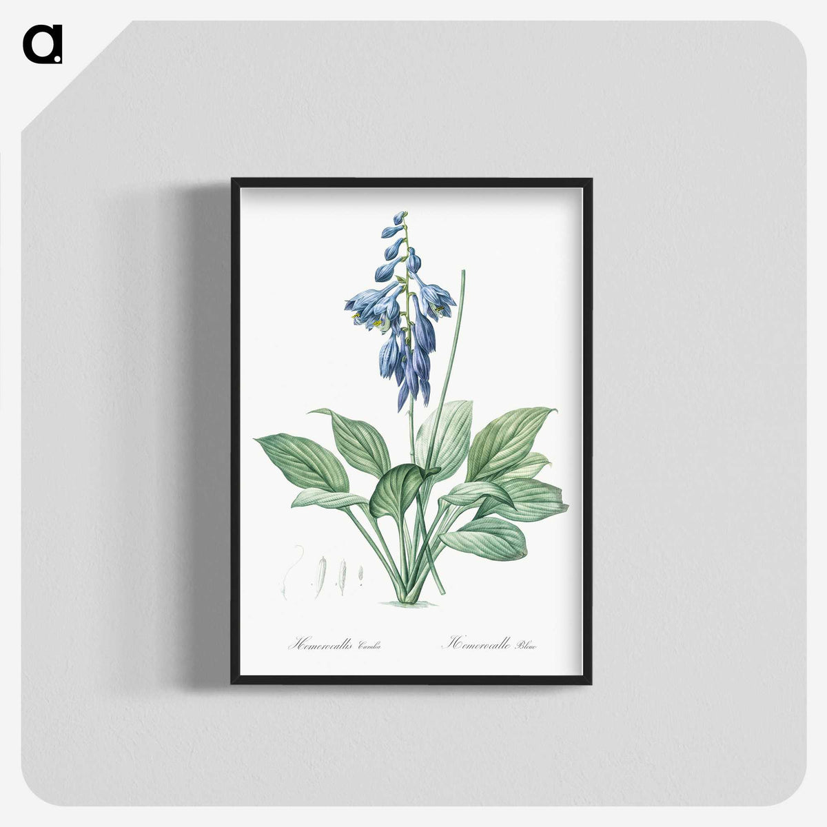 1-25_The-Lilies_blk-crop