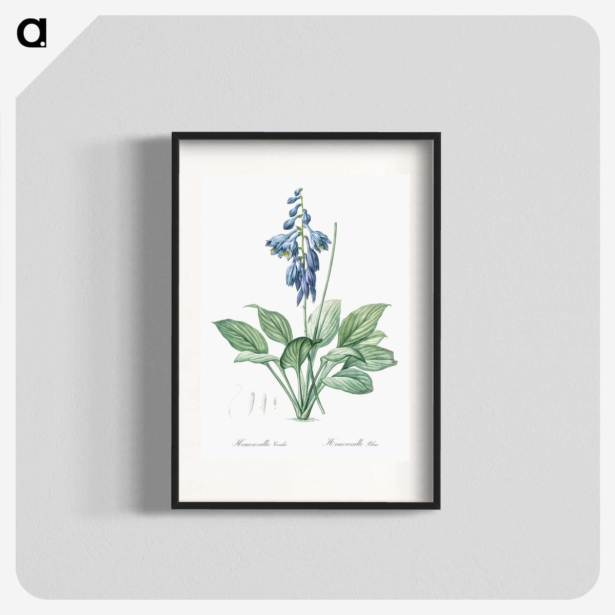 1-25_The-Lilies_blk