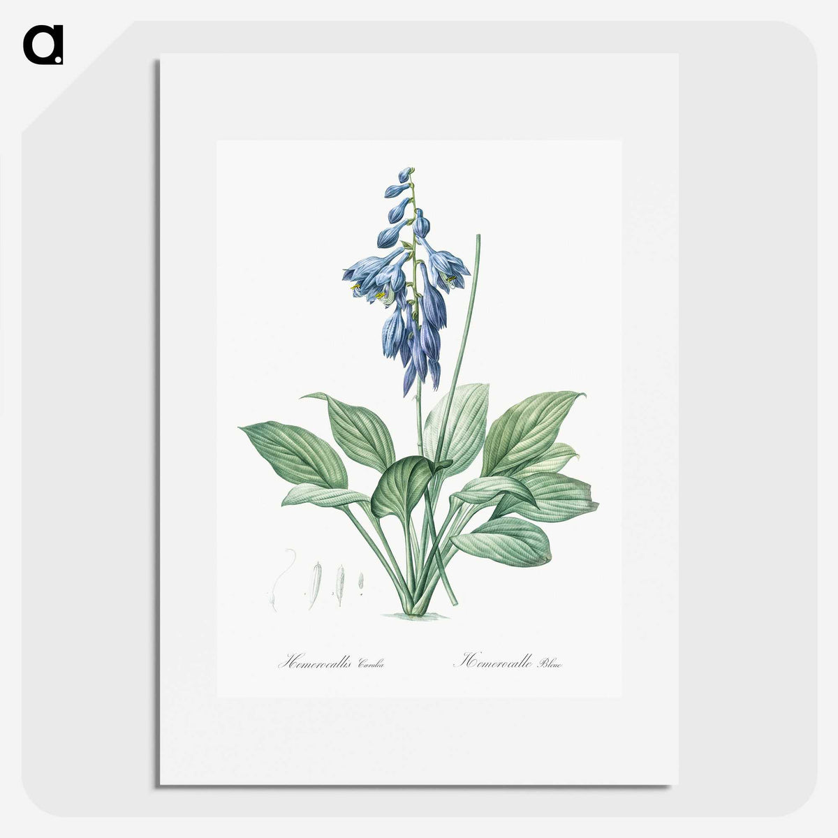 1-25_The-Lilies_picture