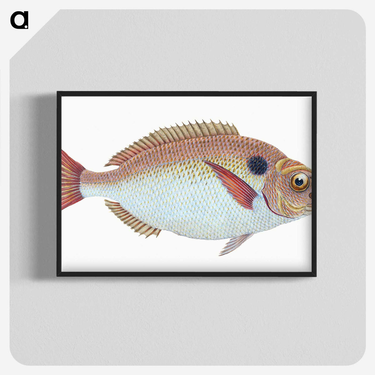 1-25_The-Natural-History-of-British-Fishes_blk-crop