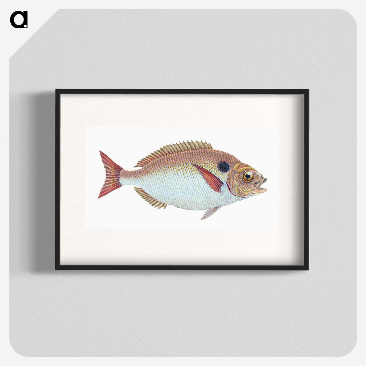 1-25_The-Natural-History-of-British-Fishes_blk