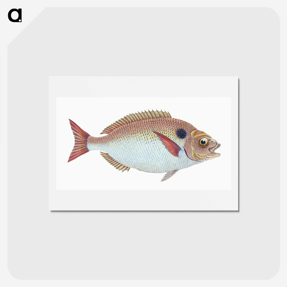 1-25_The-Natural-History-of-British-Fishes_hagaki