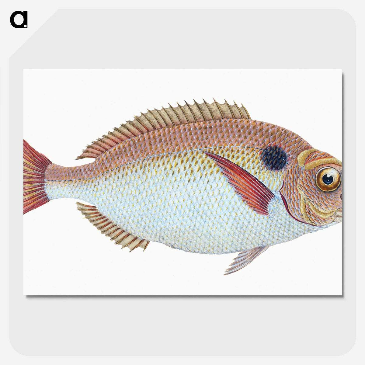 1-25_The-Natural-History-of-British-Fishes_picture-crop