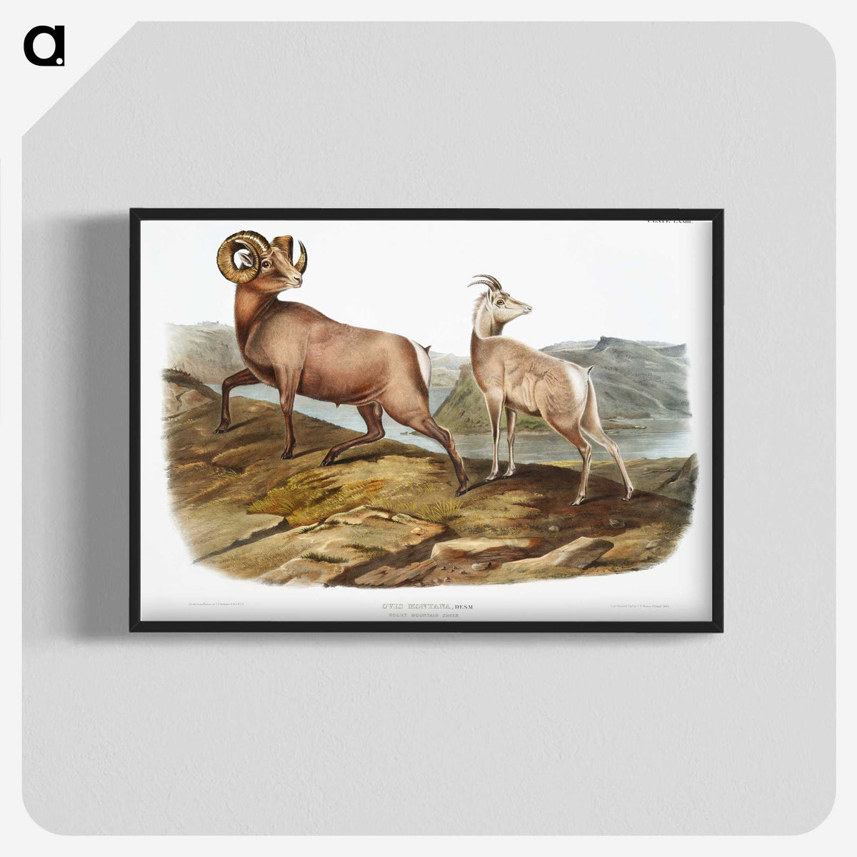 1-25_The-Viviparous-Quadrupeds_blk-crop