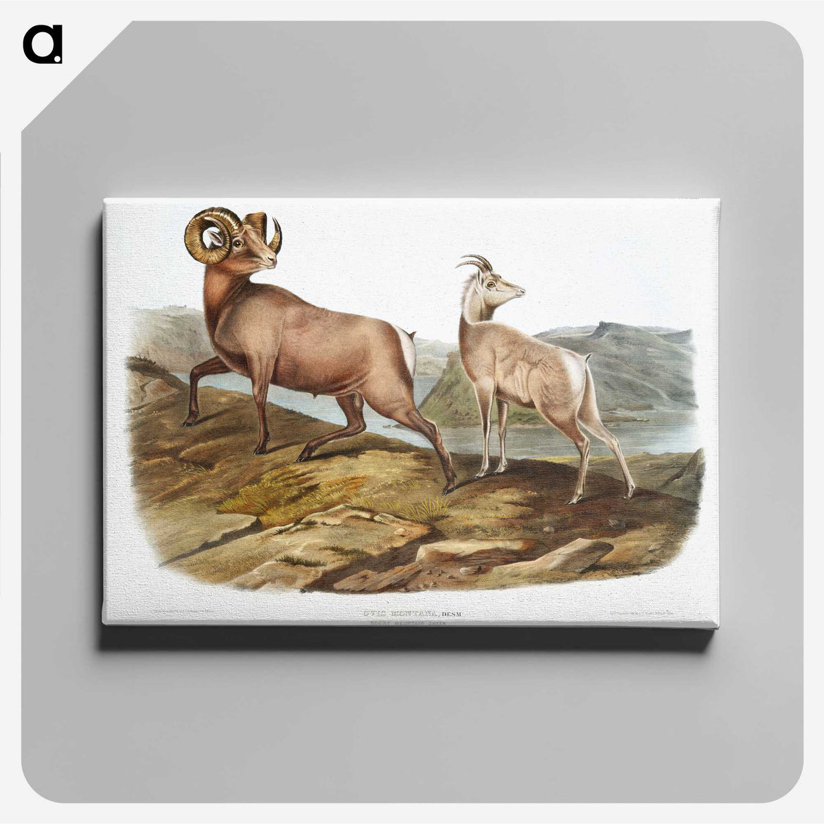 1-25_The-Viviparous-Quadrupeds_canvas