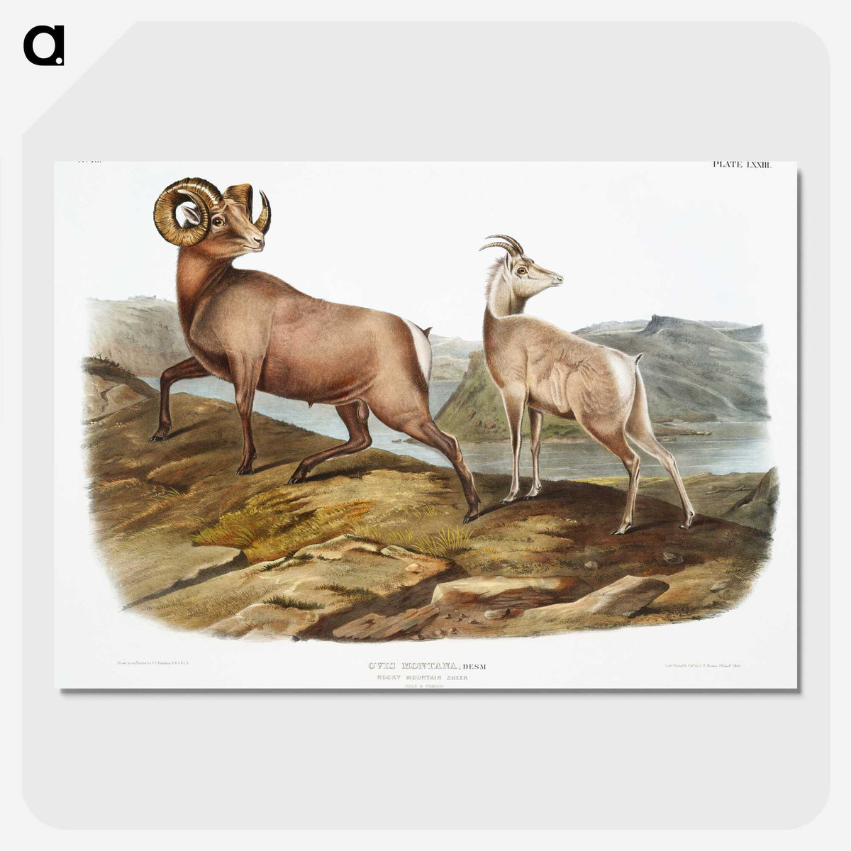 1-25_The-Viviparous-Quadrupeds_picture-crop