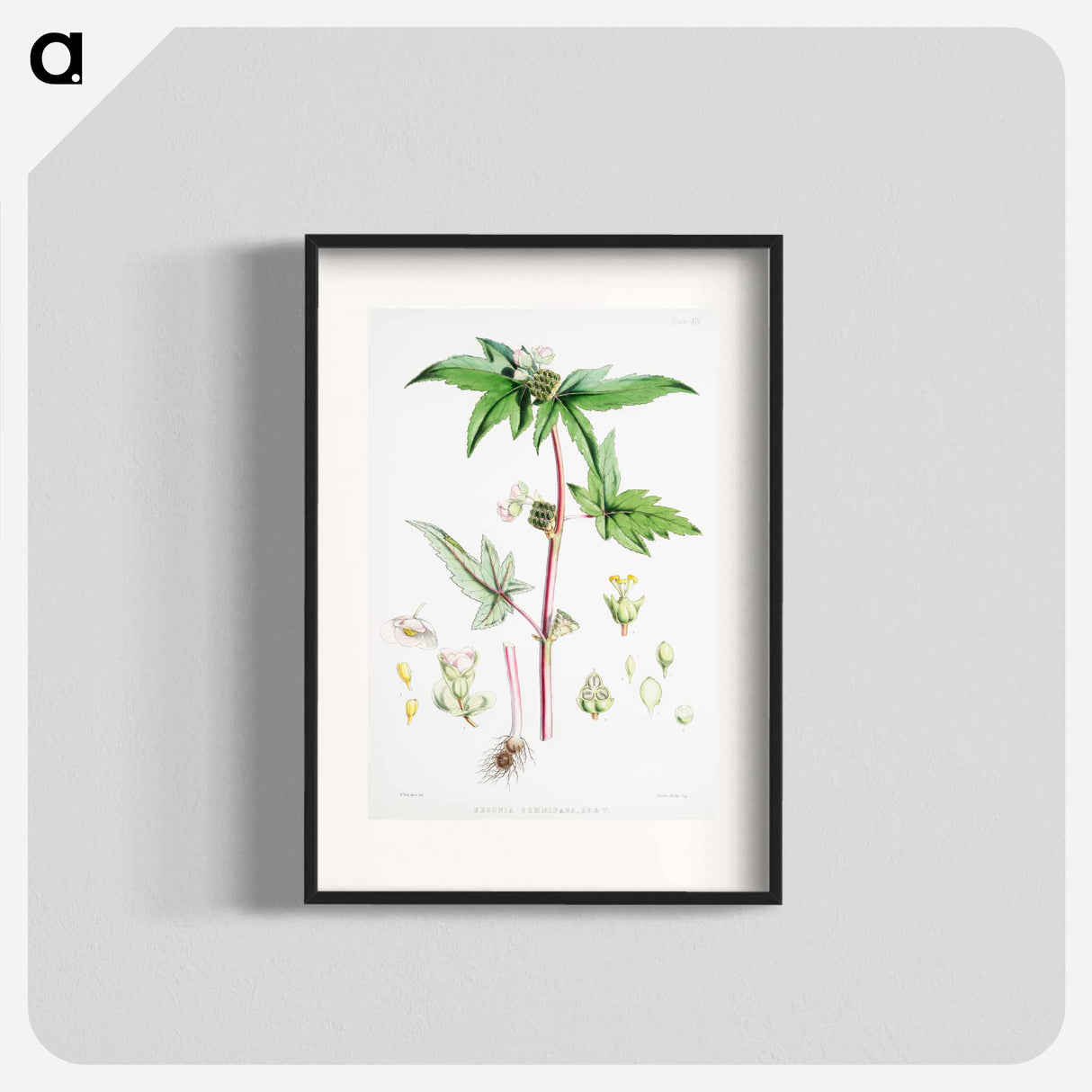 Begonia Gemmipara - Walter Hood Fitch Poster.