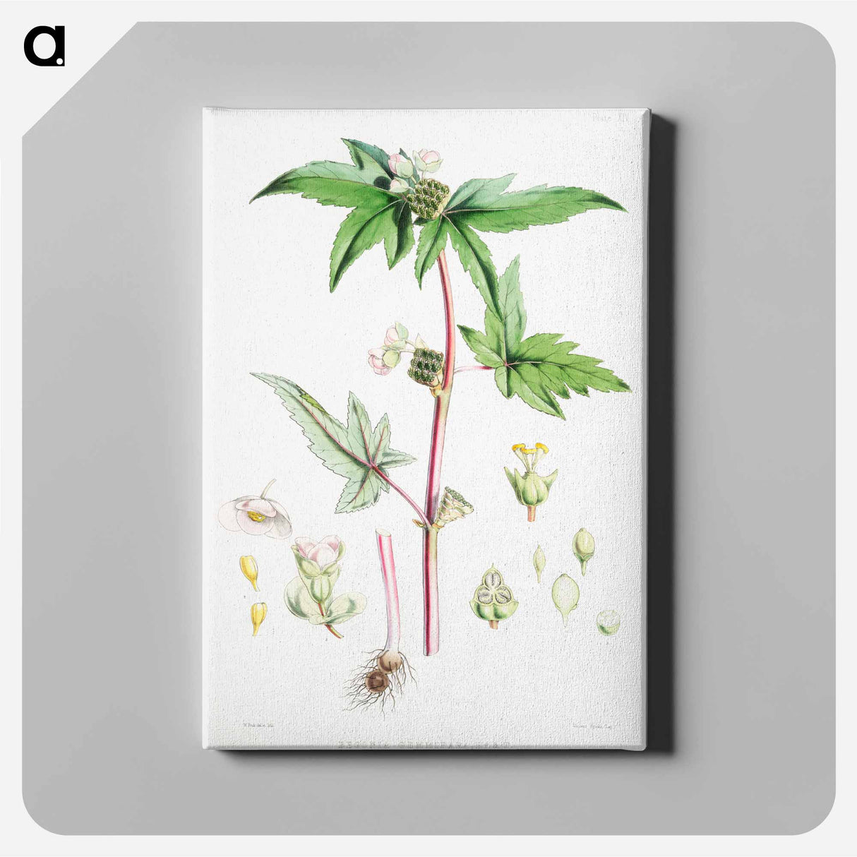 アートパネル-Begonia Gemmipara - ウォルター フッド フィッチ Canvas.