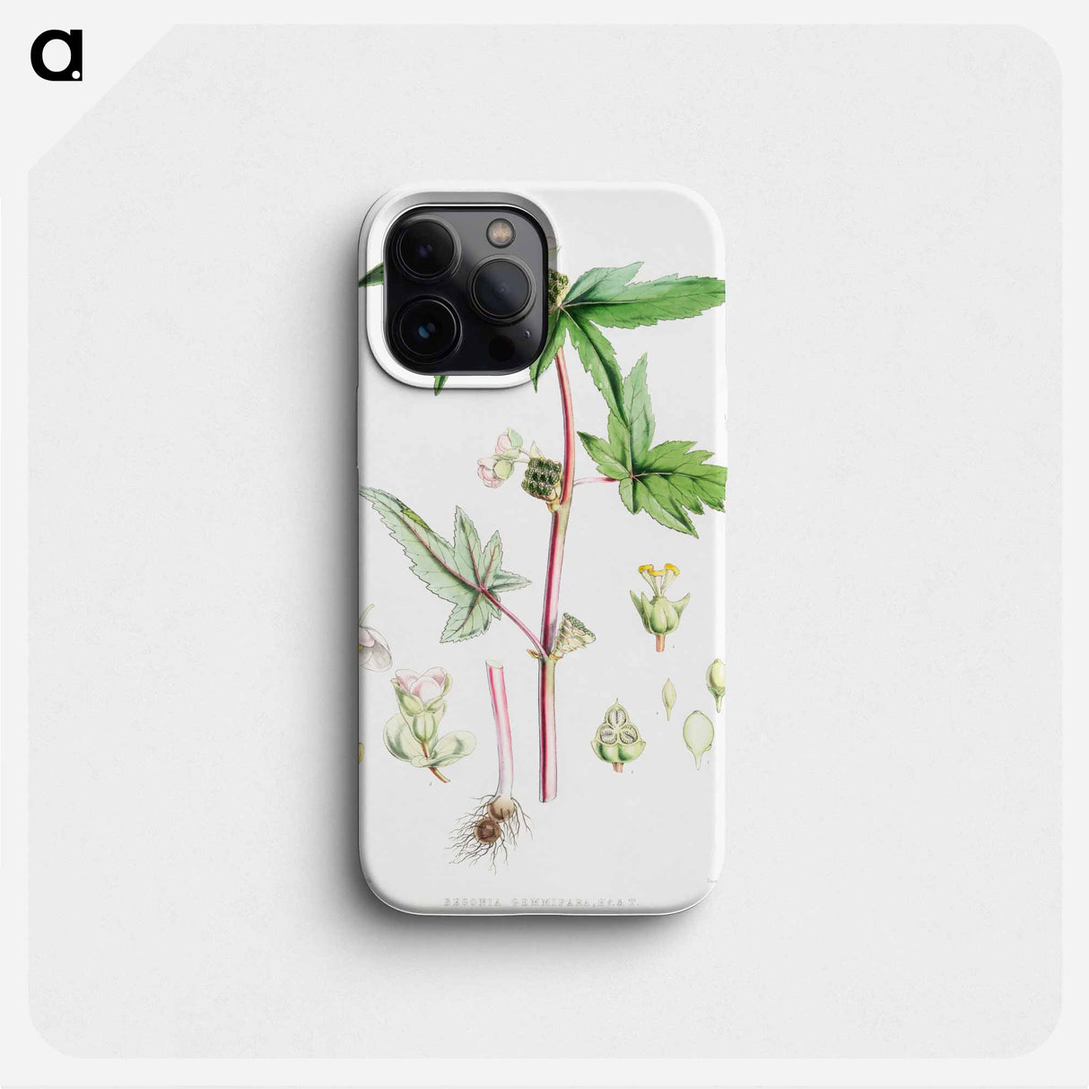 Begonia Gemmipara - Walter Hood Fitch Phone Case.