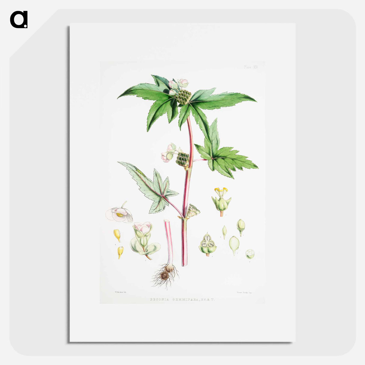 アートポスター-Begonia Gemmipara - ウォルター フッド フィッチ Poster.