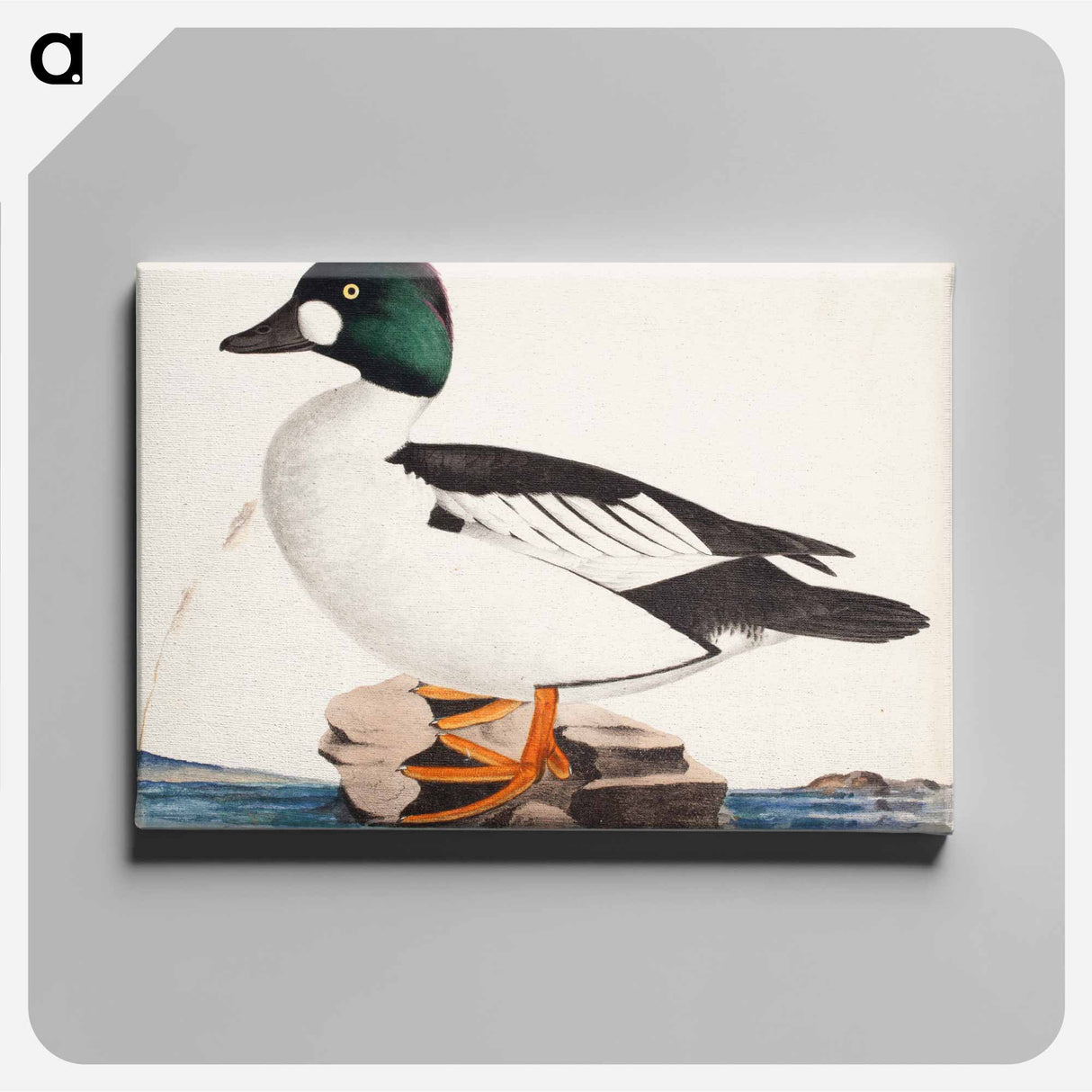 Male common goldeneye - Wilhelm von Wright Canvas.
