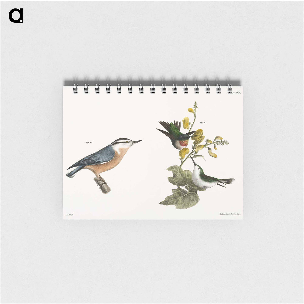 The Red-throated Hummingbird, male and female (Trochilus colubris) 88. The Red-bellied Nuthatch (Sitta canadensis) illustration from Zoology of New York by . Original from The New York - ニューヨークの動物学 Memo.