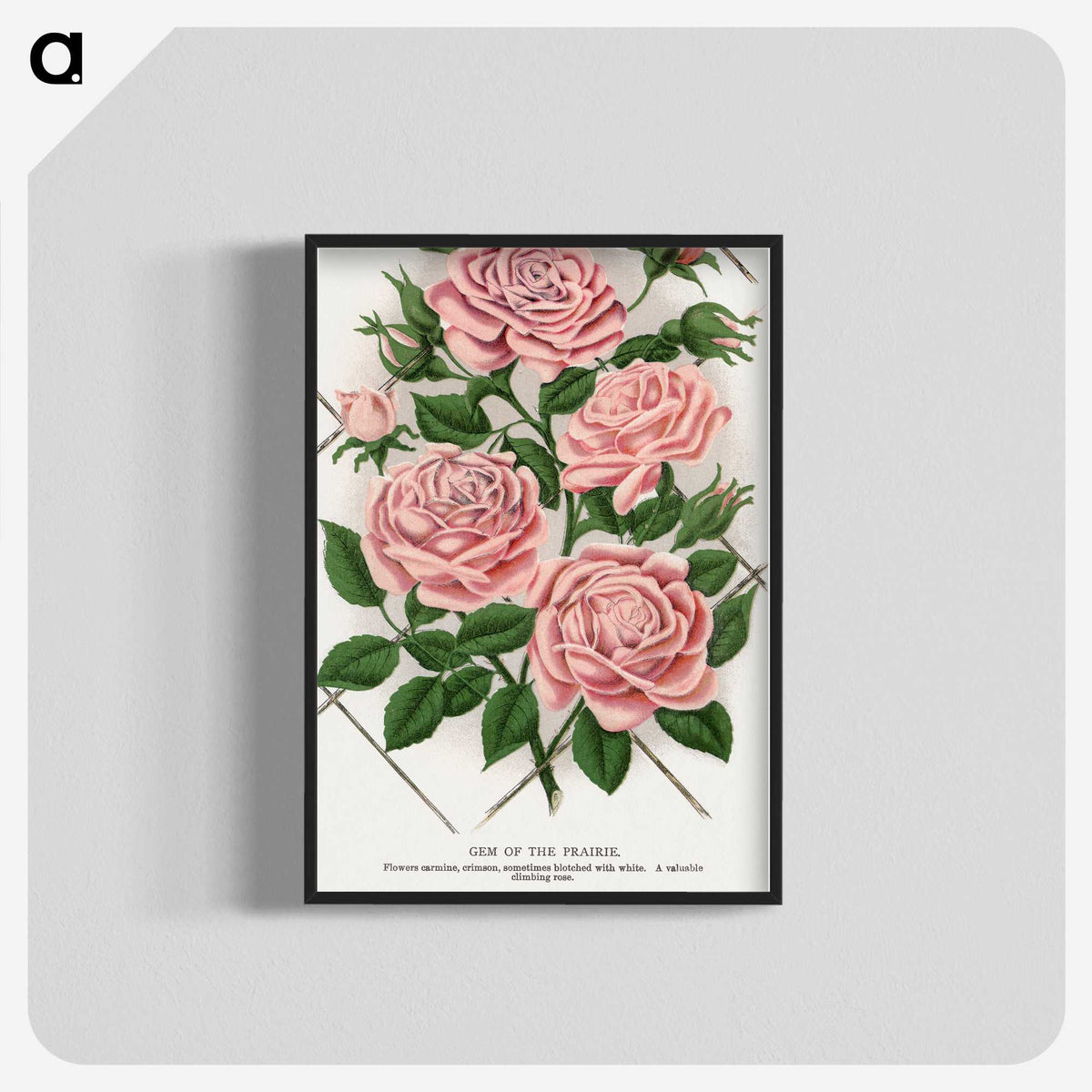 1-26_Botanical-Specimen-Plates_blk-crop