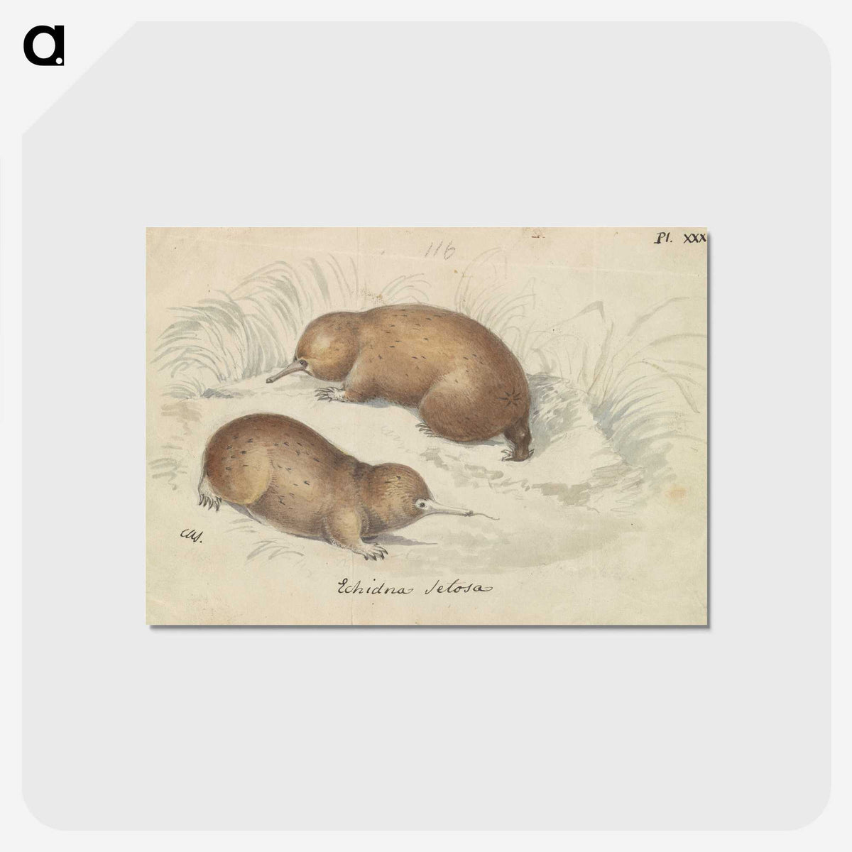 1-26_Charles-Hamilton-Smith_postcard