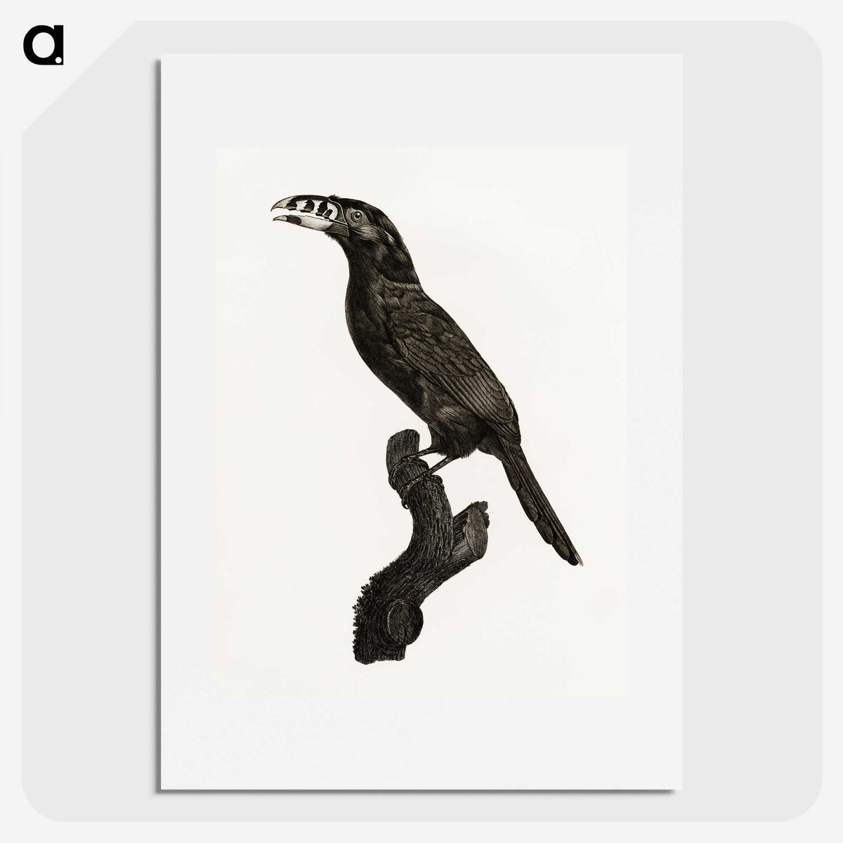 1-26_Des-Oiseaux-de-Paradis_picture