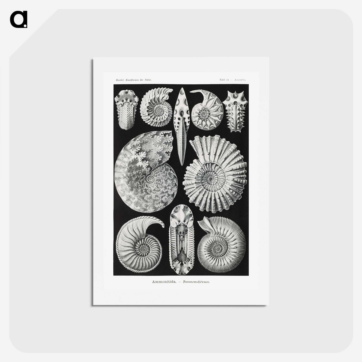 1-26_Ernst-Haeckel_hagaki