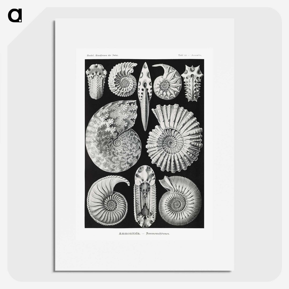 1-26_Ernst-Haeckel_picture