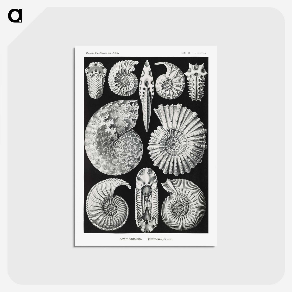 1-26_Ernst-Haeckel_postcard