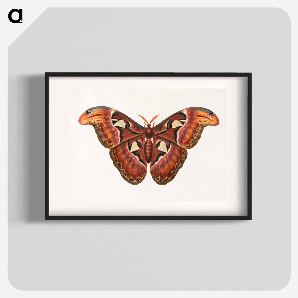アートポスター-Atlas Moth
- ジョージ エドワーズ Poster.