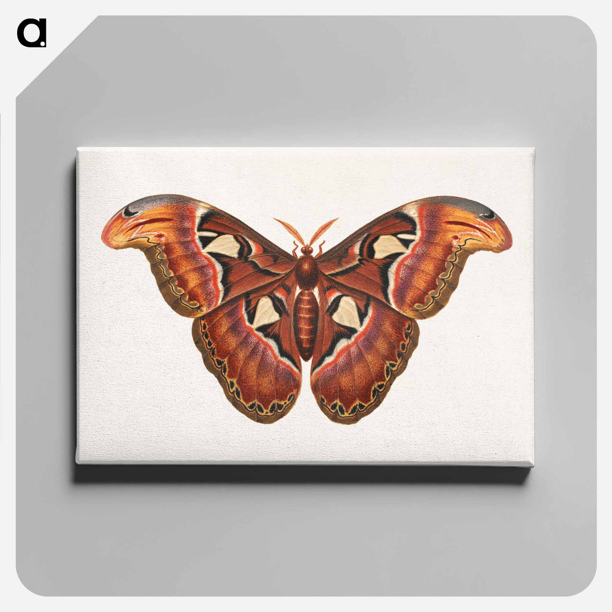 アートパネル-Atlas Moth
- ジョージ エドワーズ Canvas.