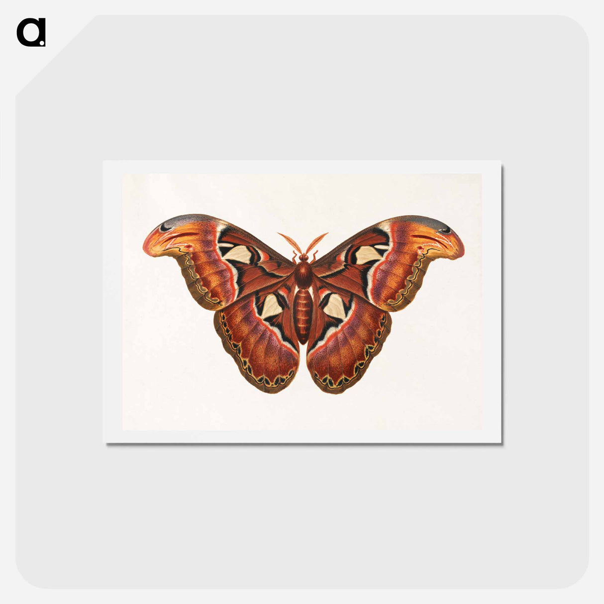 アートポストカード-Atlas Moth
- ジョージ エドワーズ Postcard.