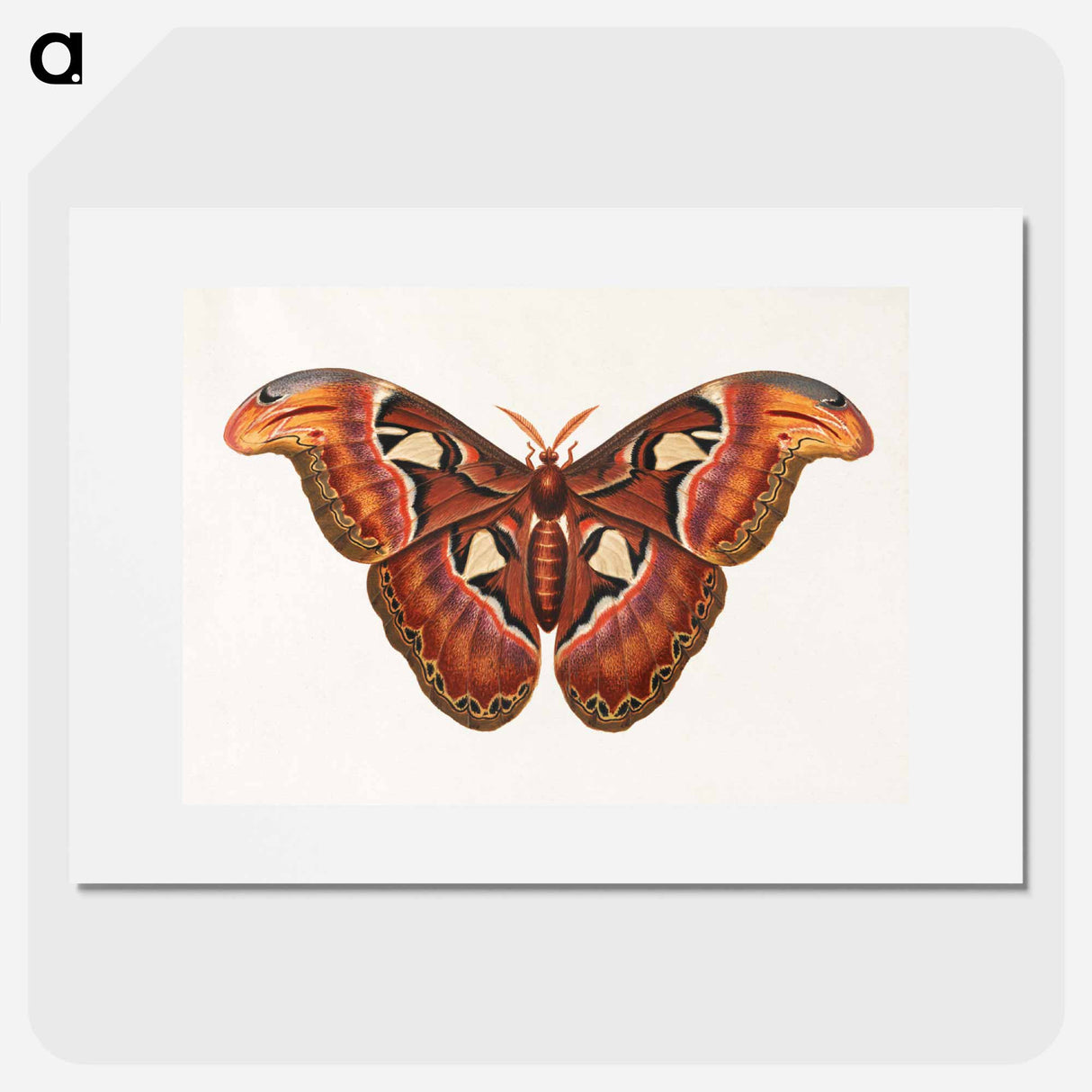 アートポスター-Atlas Moth
- ジョージ エドワーズ Poster.