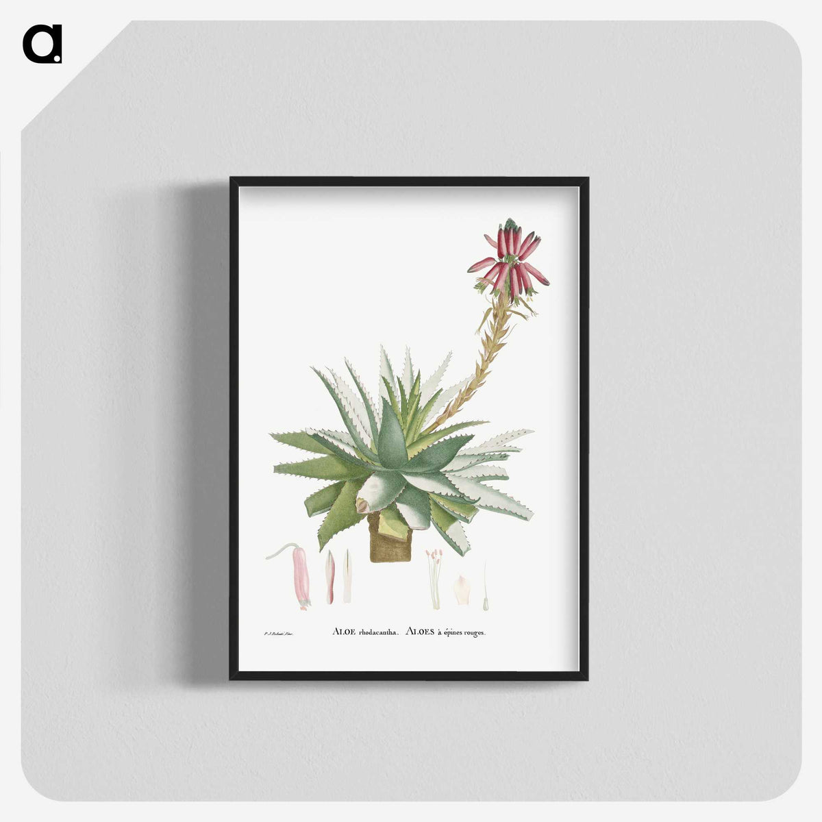 1-26_Histoire-des-Plantes-Grasses_blk-crop