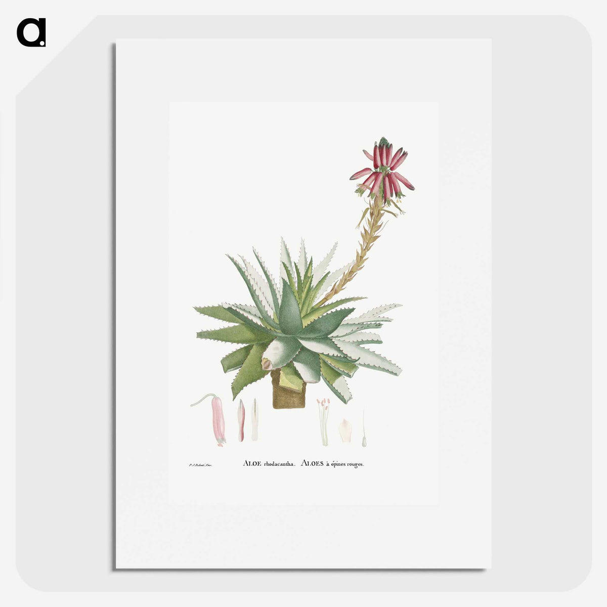 1-26_Histoire-des-Plantes-Grasses_picture