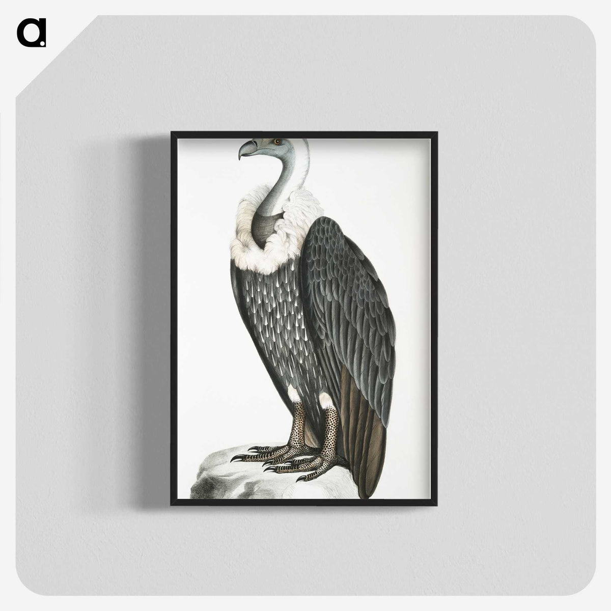 1-26_Indian-Zoology_blk-crop