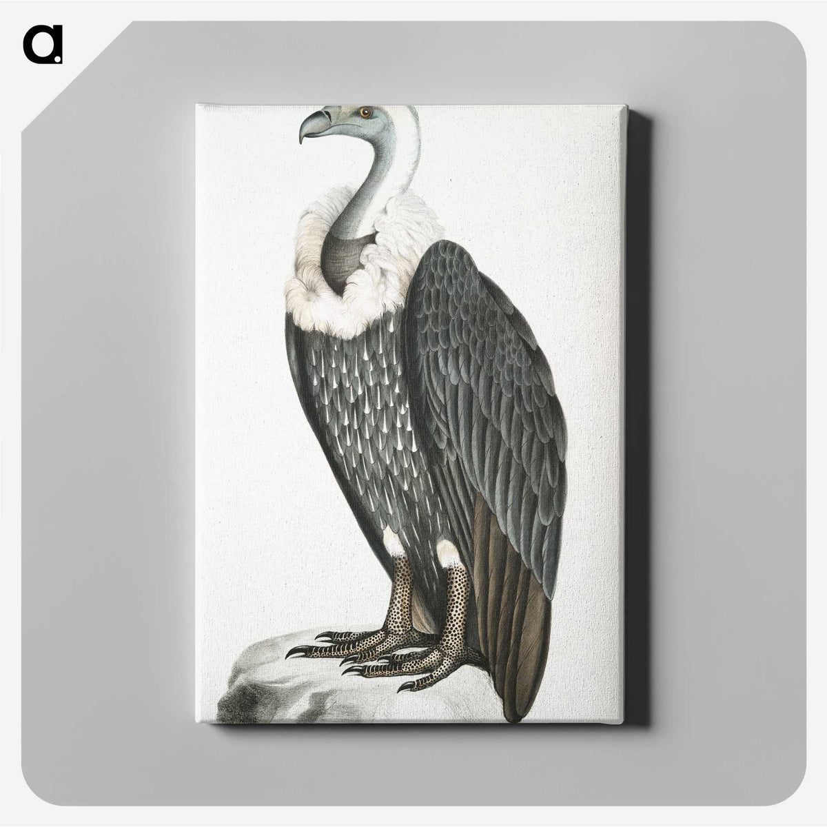 1-26_Indian-Zoology_canvas