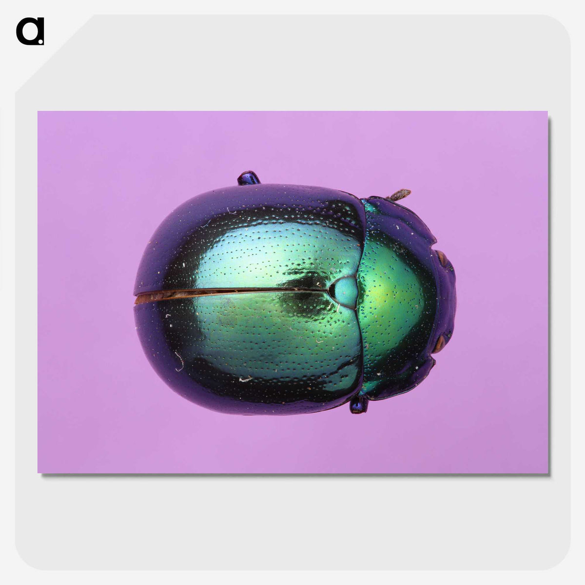 1-26_Insects-Unlocked-Project_picture-crop