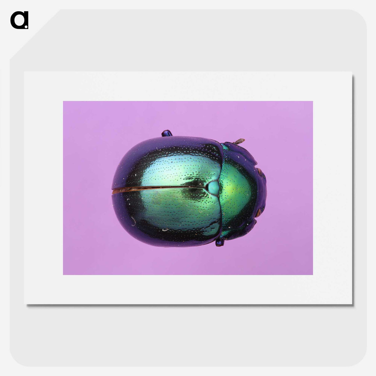 1-26_Insects-Unlocked-Project_picture