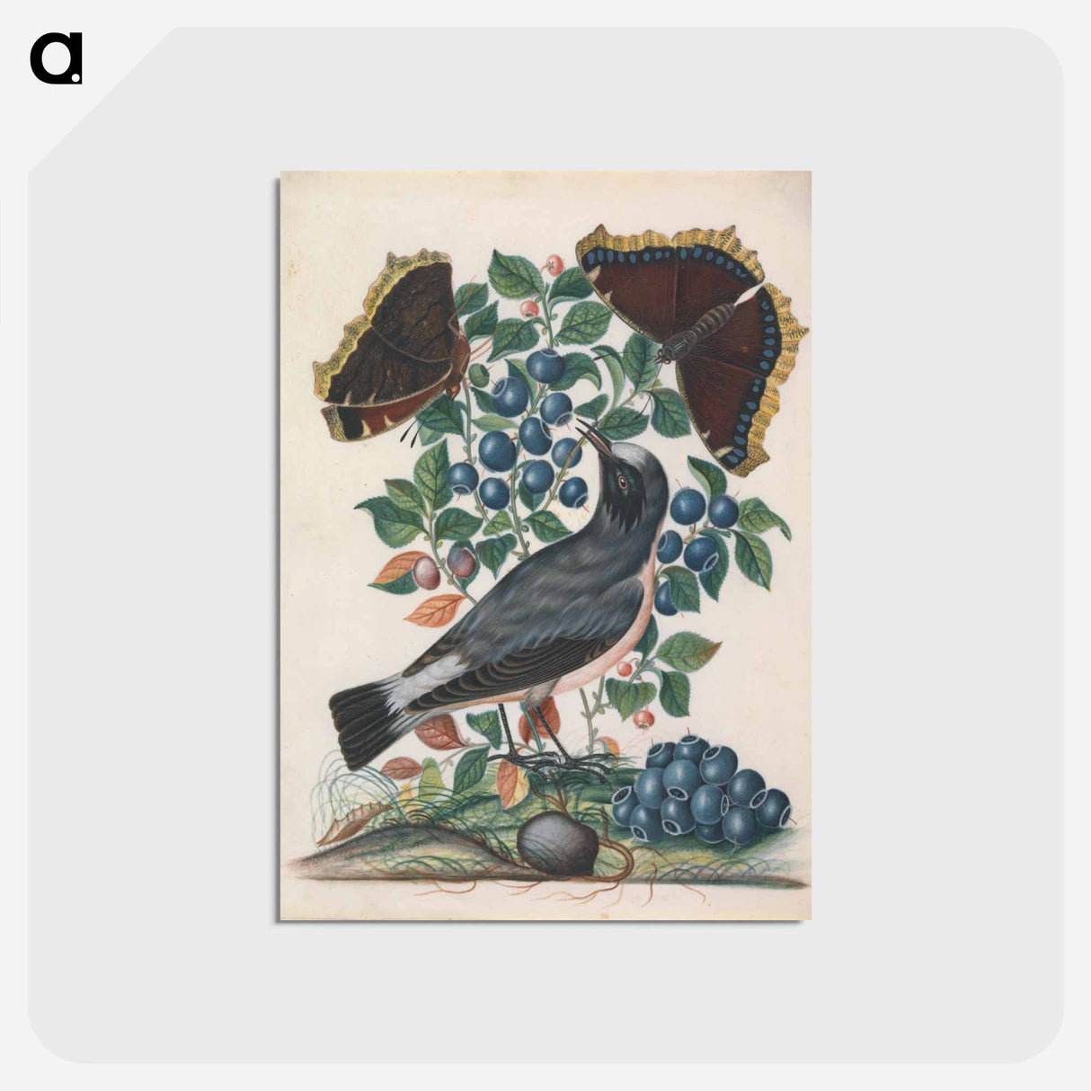 アートポストカード-Northern Wheatear with Bilberry, Camberwell Beauty, and Pupa
- ジェームズ ボルトン Postcard.