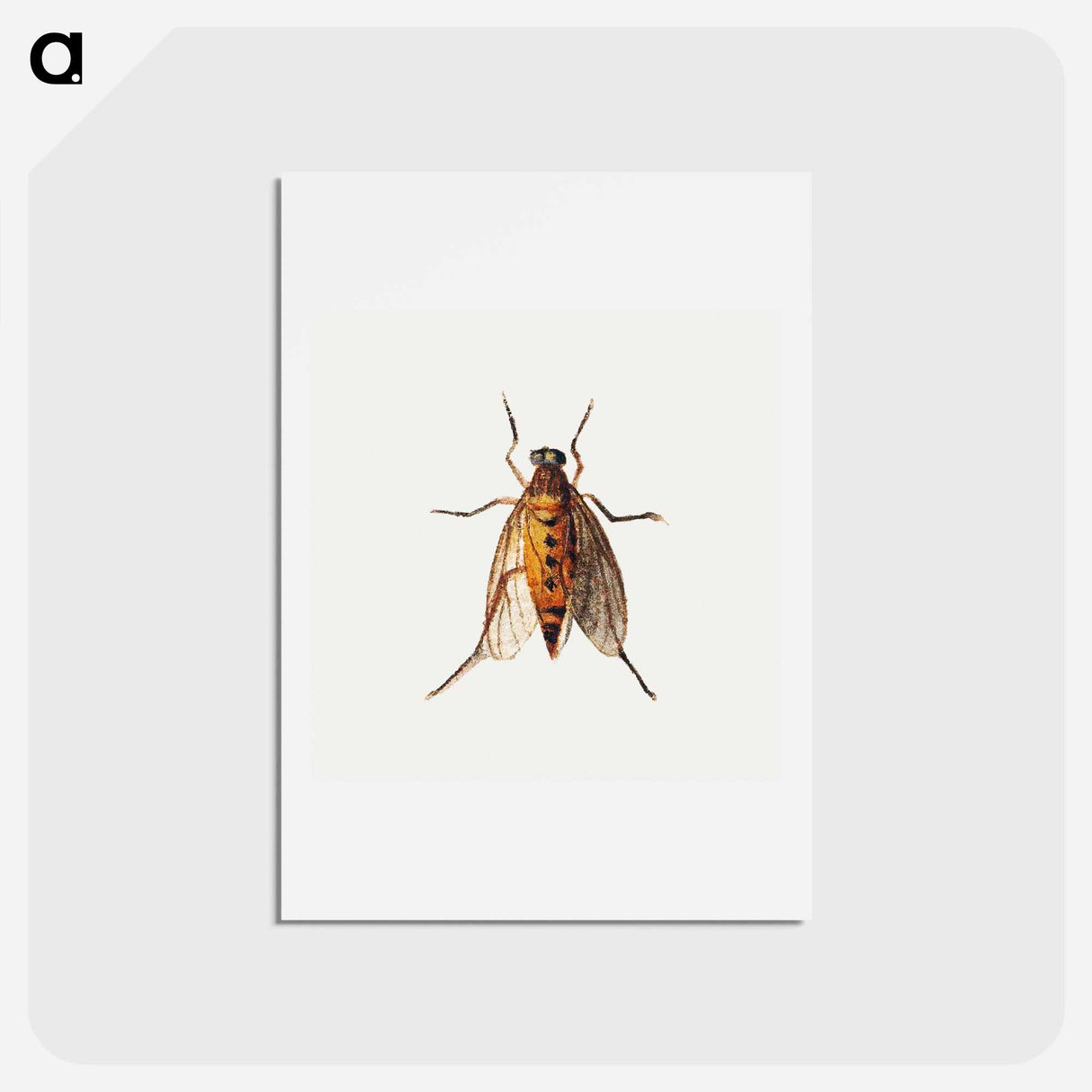 アートポストカード-Cicada
- ヤン ファン ケッセル Postcard.