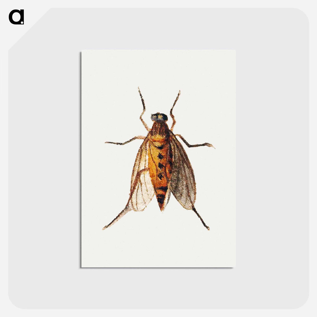 アートポストカード-Cicada
- ヤン ファン ケッセル Postcard.